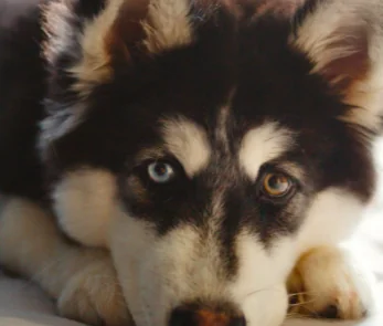 Vecchi giocattoli diventano strumenti per animali disabili